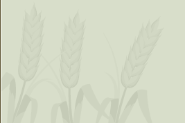 wheat